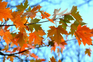 autumn, branch, leaves, maple, the sky