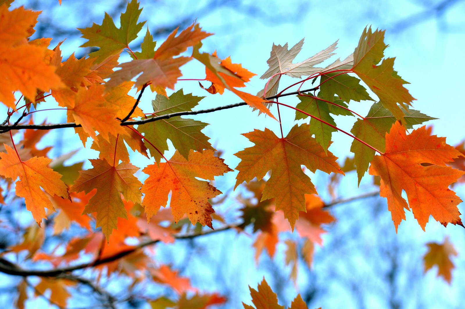 autunno, il cielo, le foglie, ramo, acero