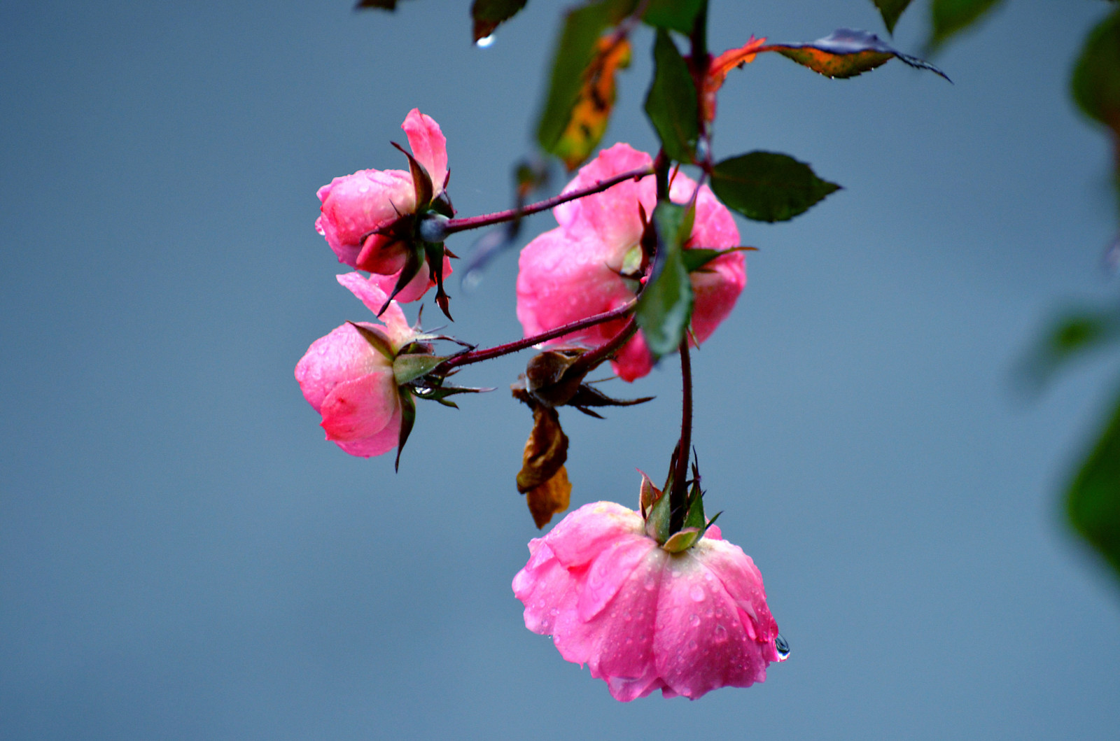 macro, bloemen, water, druppels, bloemblaadjes, Rosa