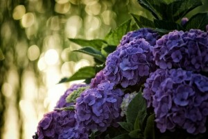 hortensia, inflorescencia, macro