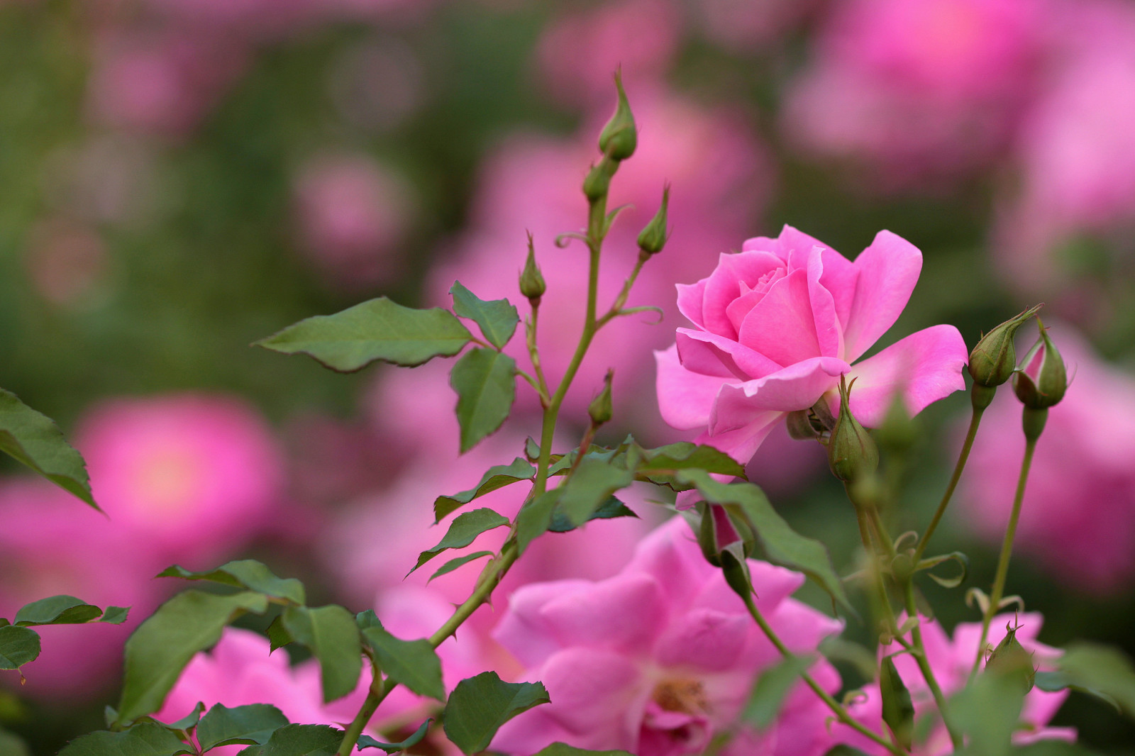 macro, des roses, bourgeons