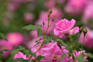 brotos, macro, rosas