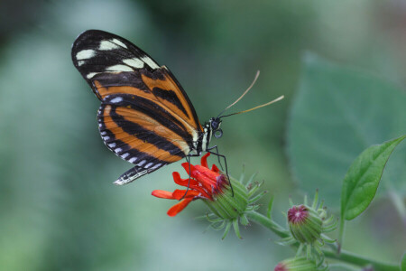 BUTTERFLY, цветок, насекомое, мотылек, растение, крылья