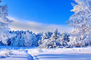 blå, skog, glade, sti, snø, himmelen, solen, trær