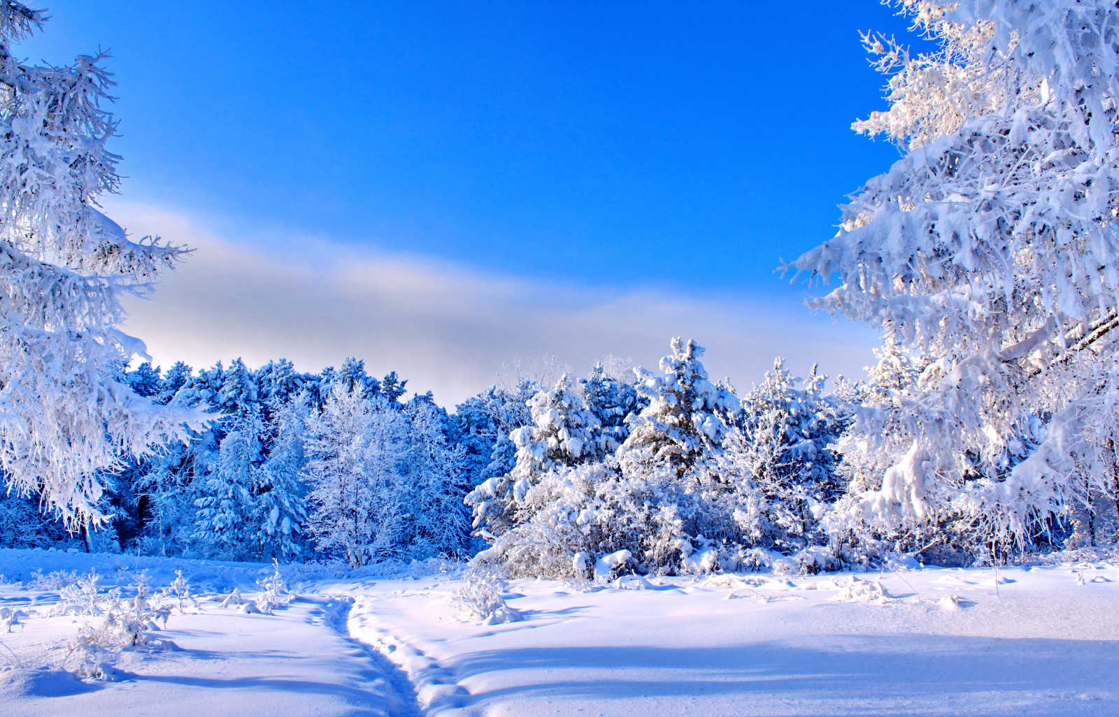 neige, bleu, forêt, Le ciel, hiver, des arbres, clairière, le soleil