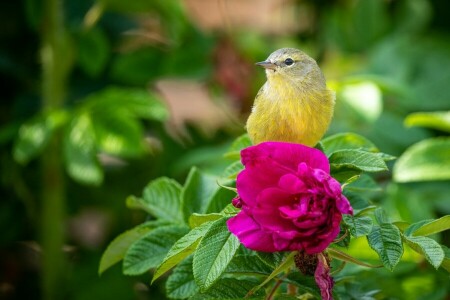 vogel, wilde roos, bloem