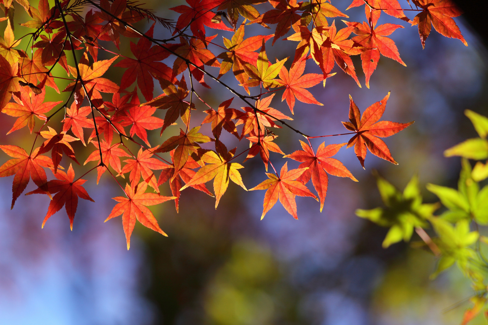 autumn, macro, leaves, branch, maple