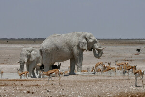 Afrika, trinken, Elefant, Gazelle, Strauß