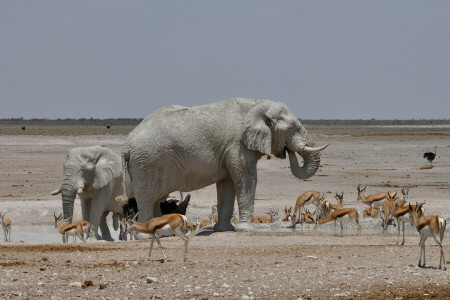 Africa, drink, elephant, Gazelle, ostrich