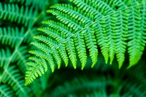 green, leaves, nature, plants