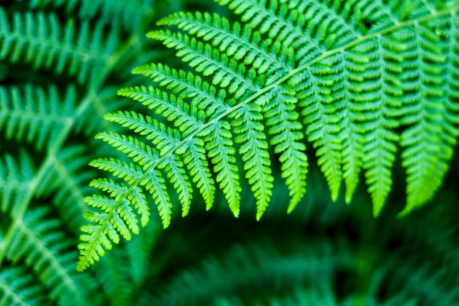 natură, frunze, plante, verde