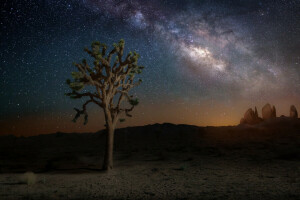 California, natura, notte, stelle, la via Lattea, il cielo, albero