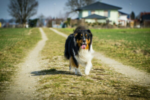 chien, herbe, maison, ombre, le chemin