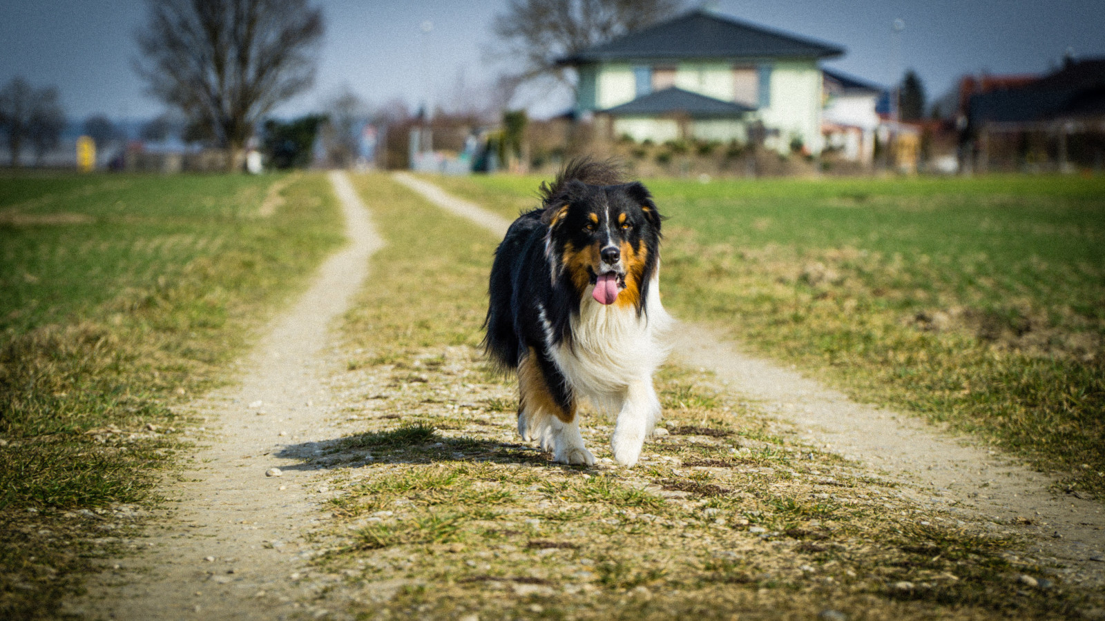 çimen, köpek, ev, gölge, yol