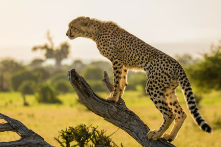 Afrique, branche, guépard, arbre