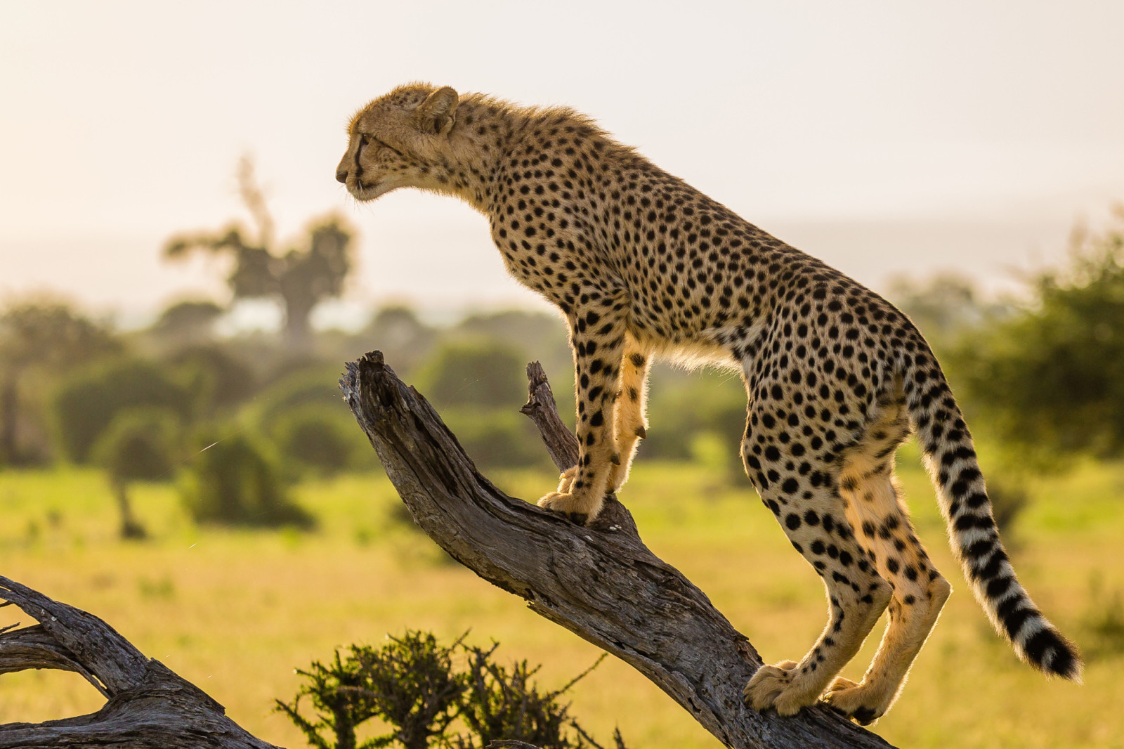 tree, branch, Africa, Cheetah