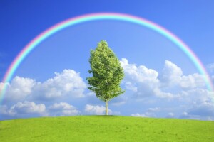 Feld, Natur, Regenbogen, Baum