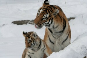 Amur, katt, Valp, familj, pott, par, snö, tiger