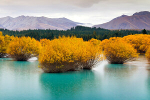 bosque, lago, paisaje, montañas, Nueva Zelanda, isla del sur