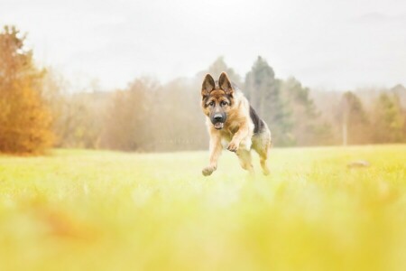 hund, varje, löpning