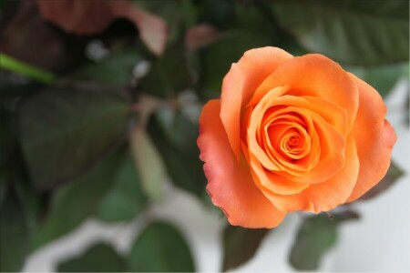 blomst, makro, petals, rose, stilk