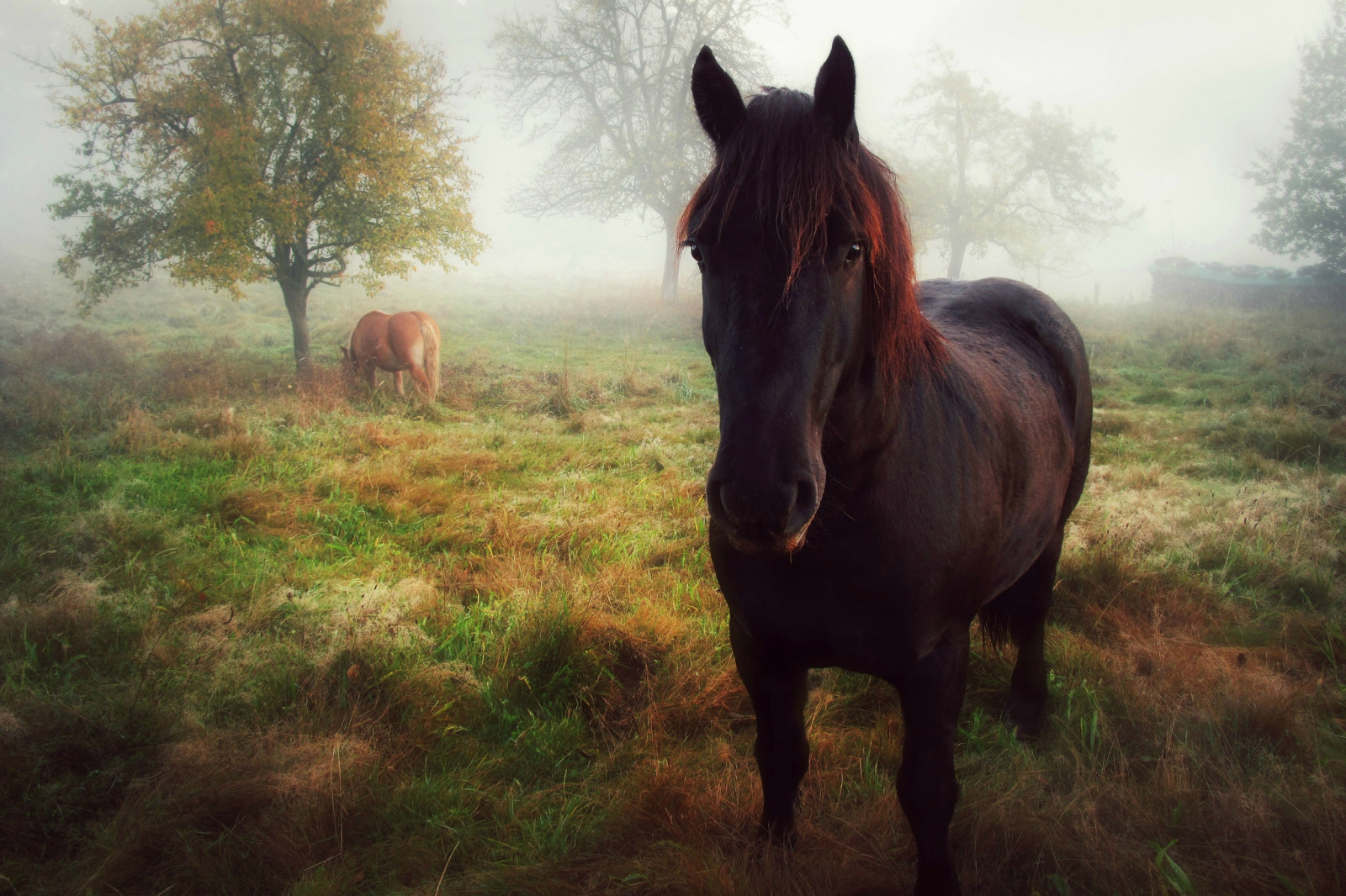 høst, se, hest, morgen, posering, tåke