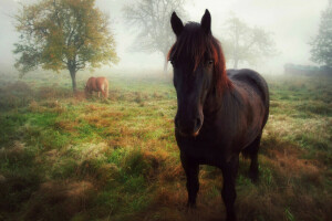 herfst, mist, paard, kijken, ochtend-, poseren