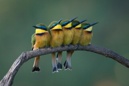 achtergrond, vogelstand, natuur