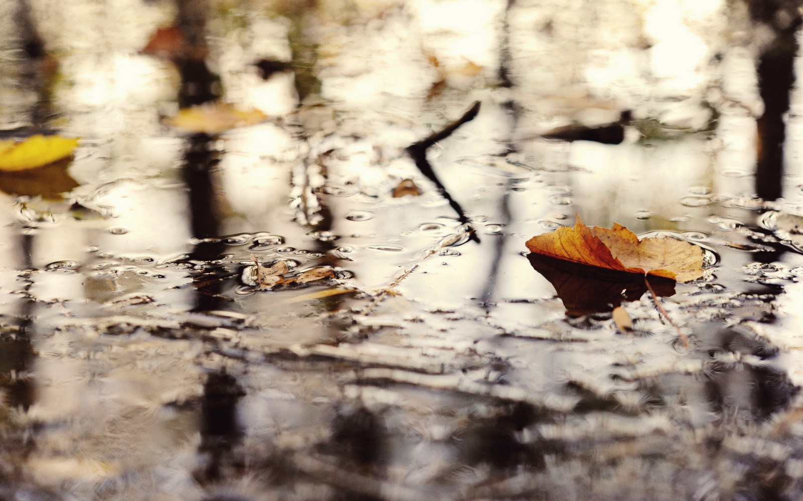 l'automne, la nature, feuille