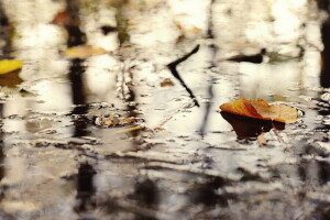 herfst, natuur, vel