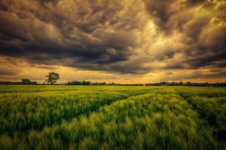 campo, natura, il cielo