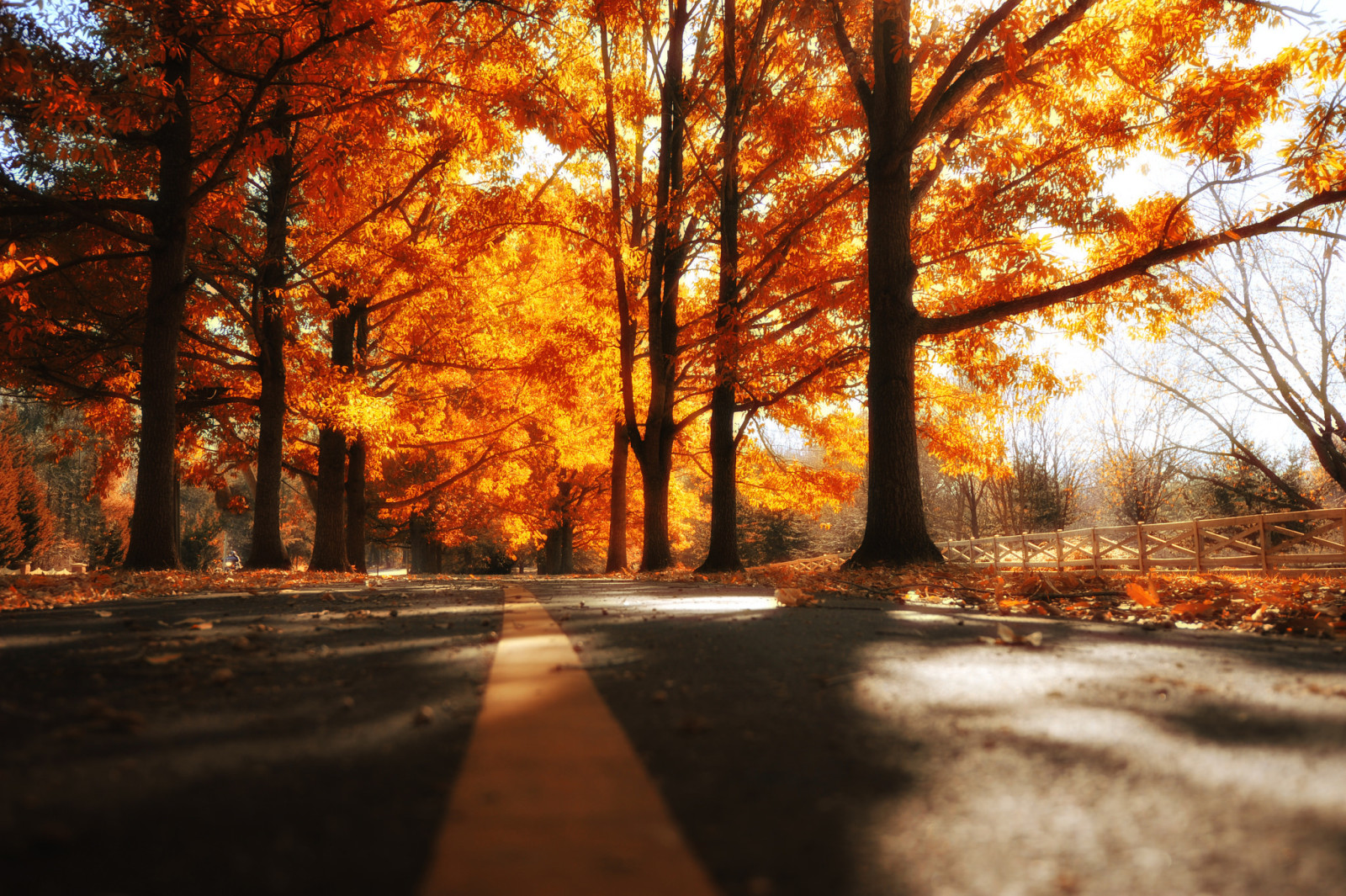 autumn, road, trees