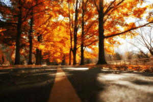 herfst, weg, bomen