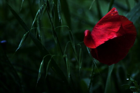 Mac, macro, la nature