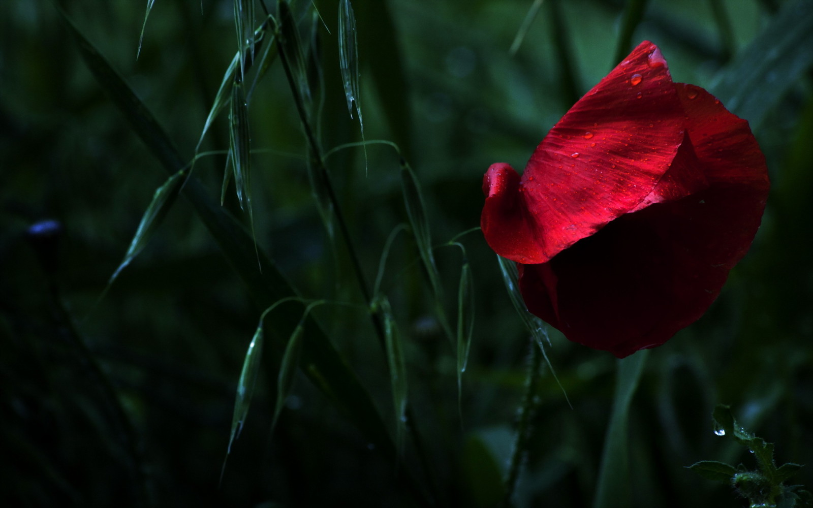 Natura, makro, Prochowiec