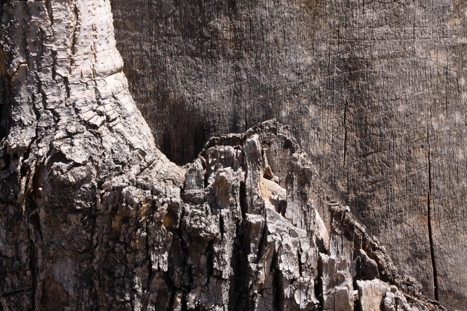 árbol, antecedentes, textura