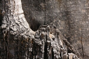 antecedentes, textura, árbol