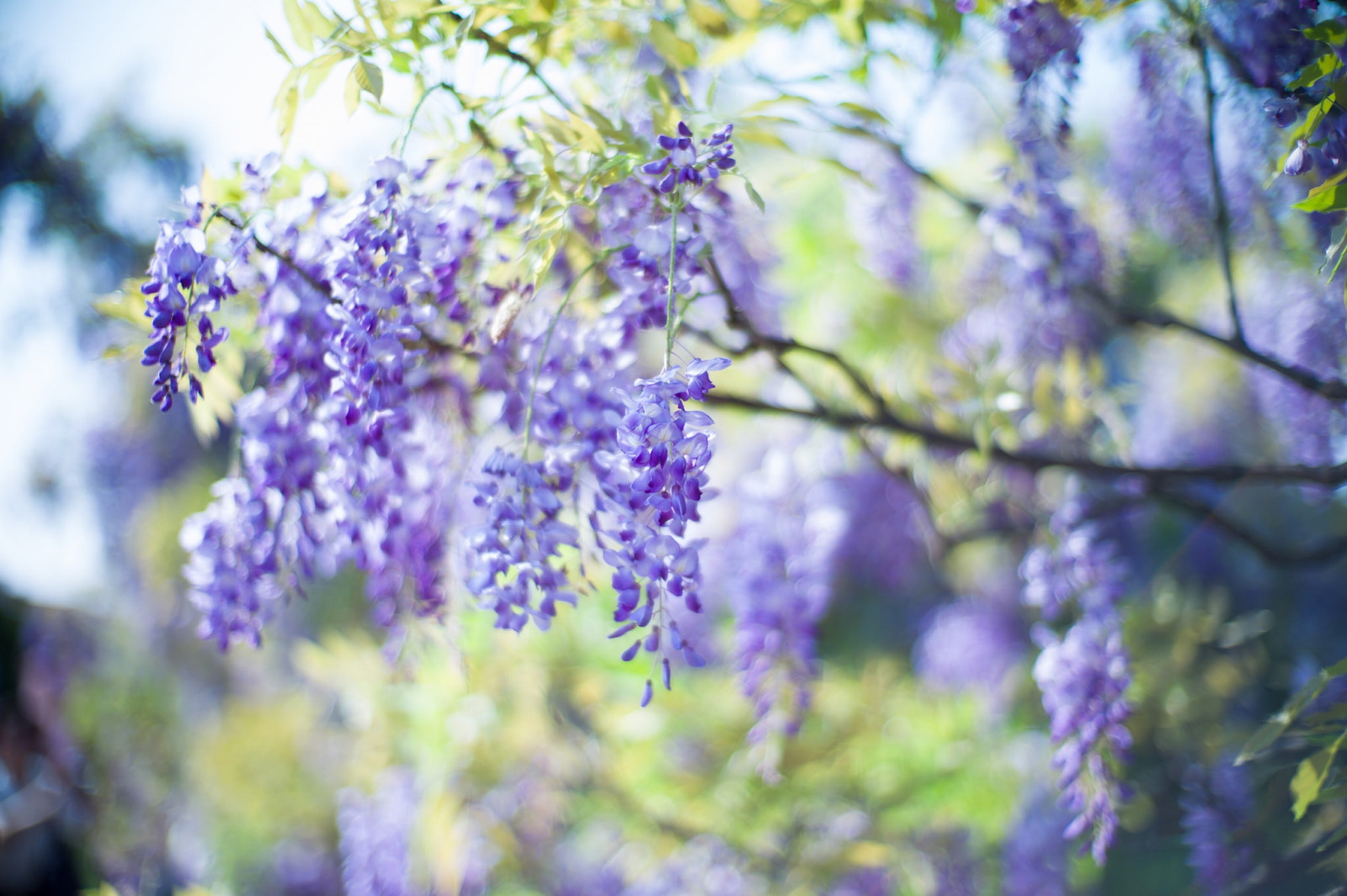 träd, ljus, natur, bokeh, blommor, vår, lila, gren