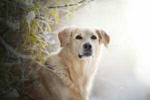 sfondo, rami, cane, viso, brina, Golden retriever, Guarda