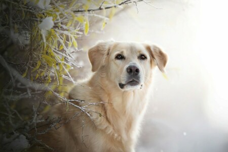 arka fon, dalları, köpek, yüz, don, Golden Retriever, bak