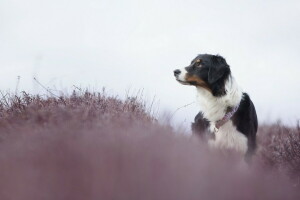 achtergrond, hond, elk, kijken