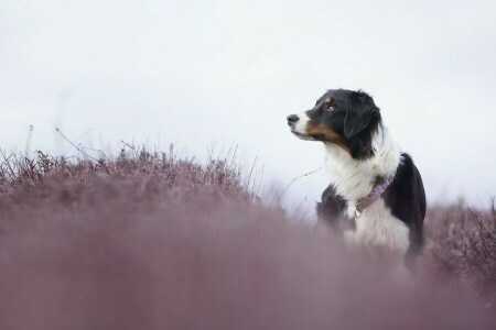 baggrund, hund, hver, se