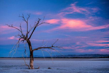 des nuages, montagnes, le soir, Le ciel, arbre