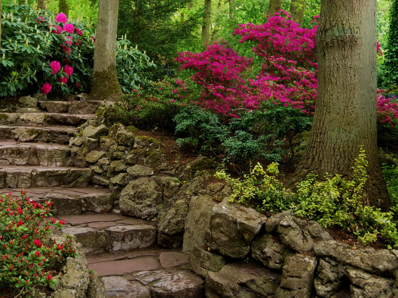 nature, Park, photo, ladder, the bushes, the trunk of the tree