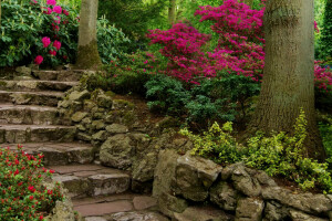 ladder, nature, Park, photo, the bushes, the trunk of the tree