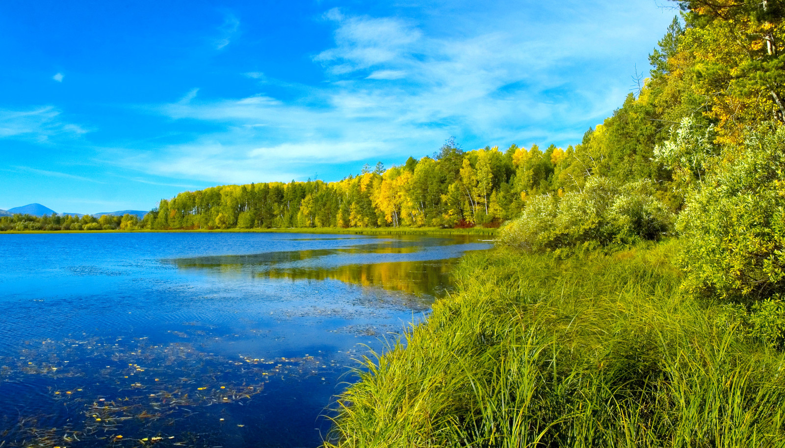 blue, forest, grass, the sky, river, trees, Siberia