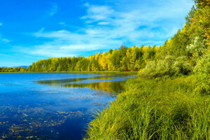 blå, skog, gräs, flod, sibirien, himmelen, träd