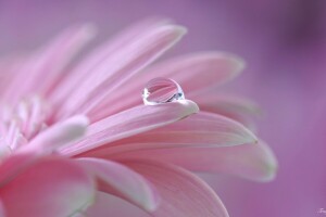 drop, flower, petals, pink