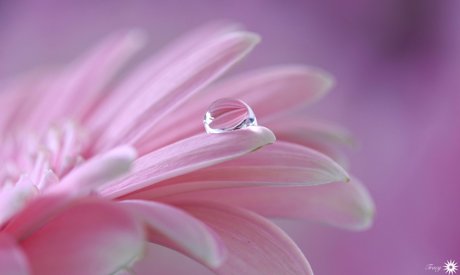 pink, flower, petals, drop