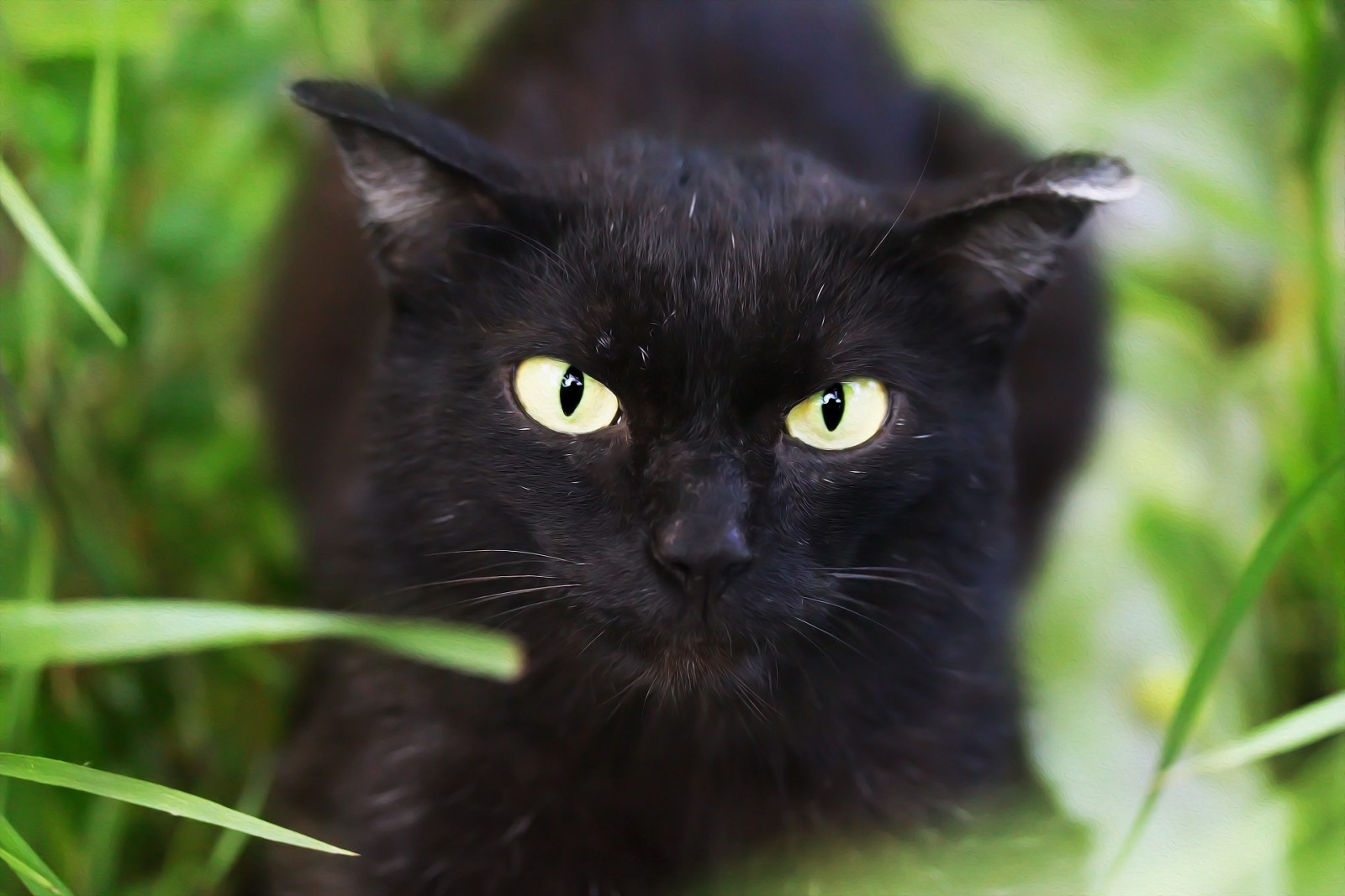 Hintergrund, Katze, GRAS